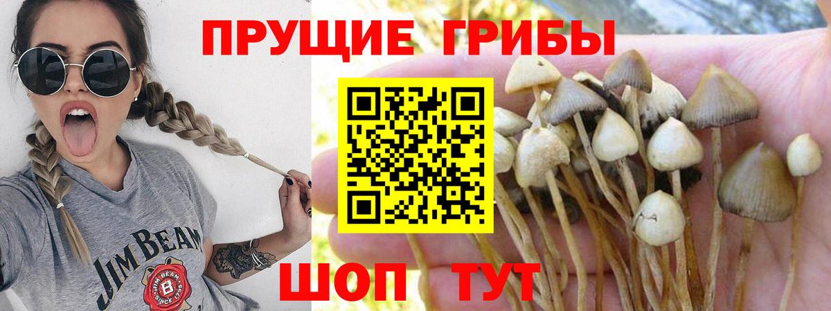 Псилоцибиновые грибы прущие грибы Северск